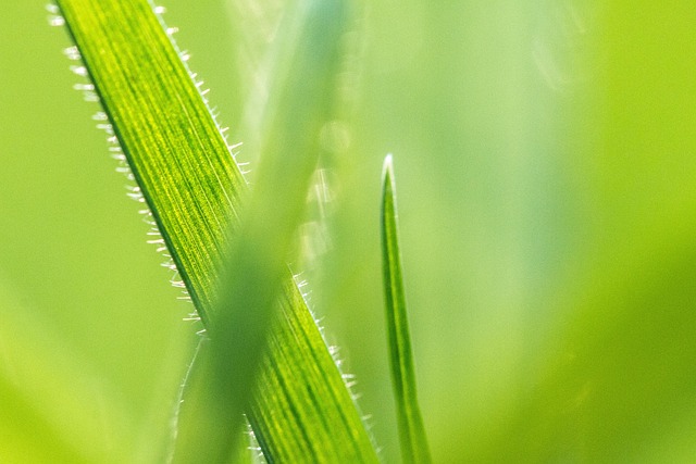 Free Grass Meadow photo and picture