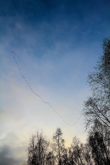 Free Migratory Birds Heaven photo and picture