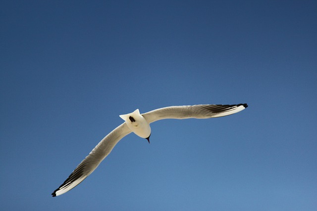 Free Gull Heaven photo and picture