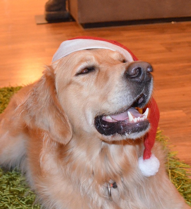 Anjing Xmas Natal Golden Foto Gratis Di Pixabay