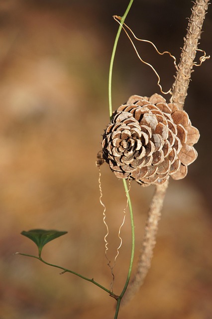 Free Pinecone Tap photo and picture