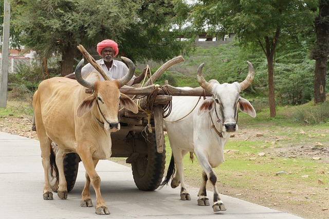 Free India Ox Cart photo and picture