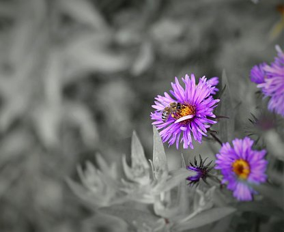 Free Bee Flower photo and picture