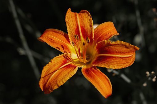 Free Orange Flower photo and picture