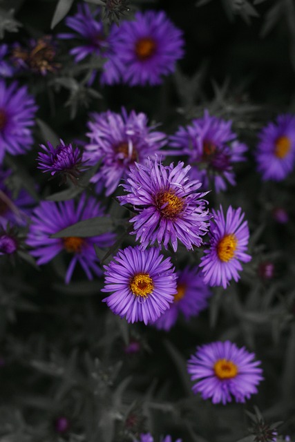 Free Purple Flower photo and picture