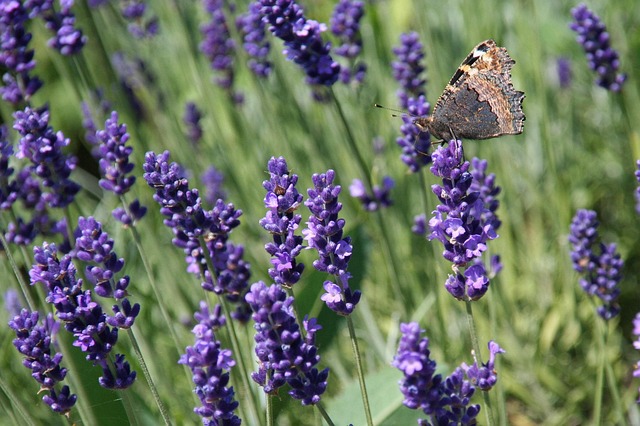 Free Lavender Beautiful Flowers photo and picture