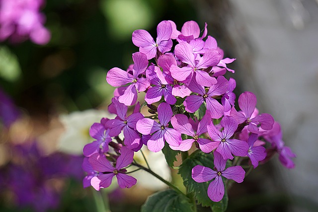 Free Flower Flower Wallpaper photo and picture