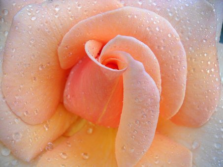 Free Rose Water Drops photo and picture