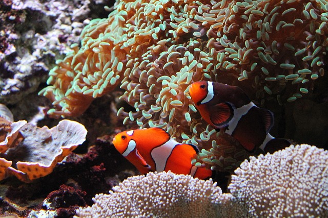 Free Fish Or photo and picture