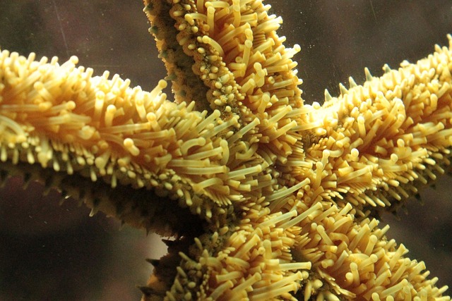 Free Starfish Water photo and picture