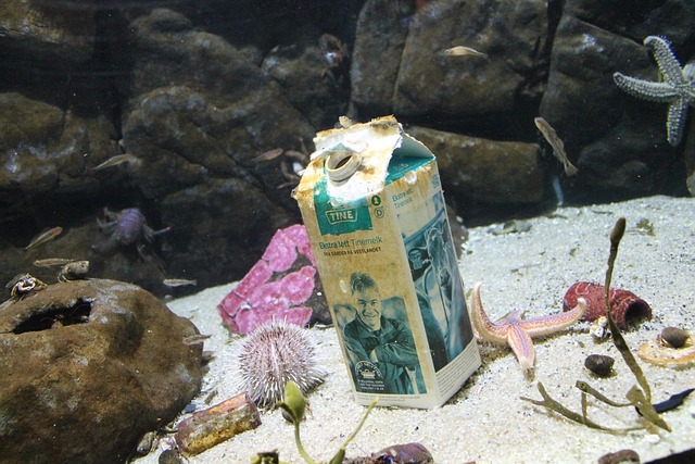 Free Sea Under Water photo and picture