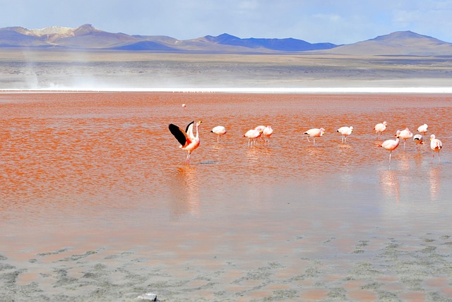 Flamingo, Rote Lagune, Bolivien, Lagune