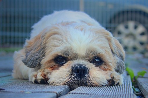 Hund, Shih-Tzu, Haustier, Niedlich