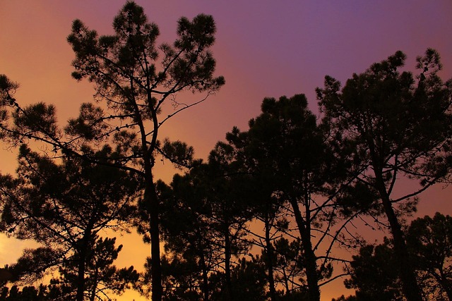 Free Trees Sky photo and picture