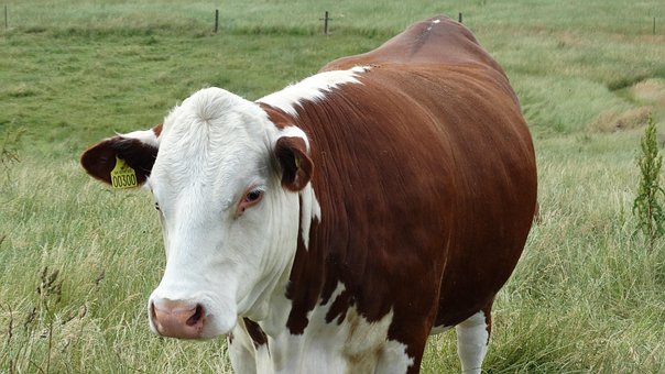 Free Cow Field photo and picture