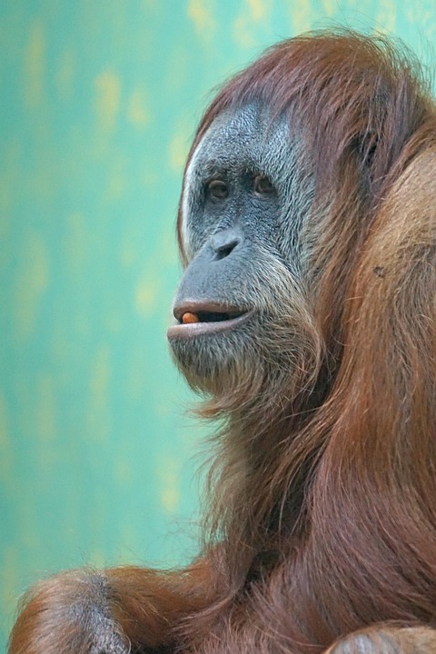 Orang Utan Monyet Dunia Lama Kera Orang Utan Monyet Dunia Lama Kera