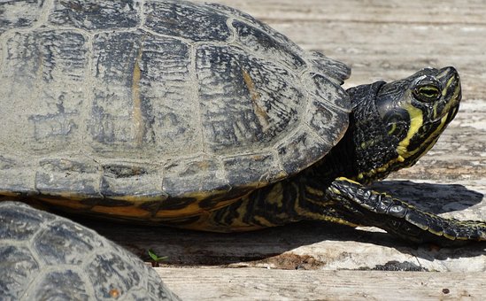 Free Turtle Animals photo and picture