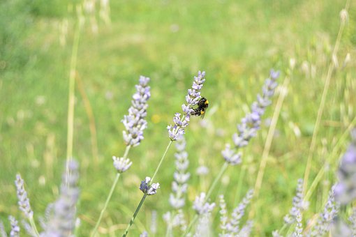 Hummel, Lavendel, Blumen, Violett