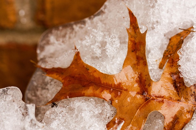 Bevroren, Blad, Sneeuw, Brown, Winter