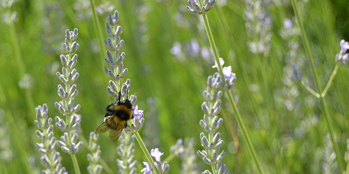 Hummel, Insekt, Lavendel, Blume, Sommer