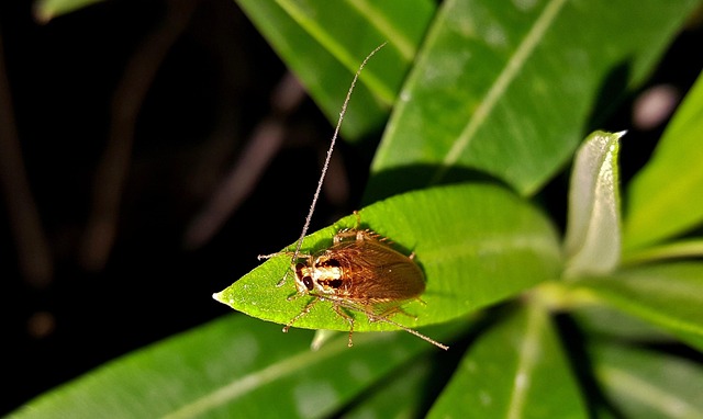 Free Cockroach Roach photo and picture