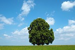 tree, nature, oberschönenfeld