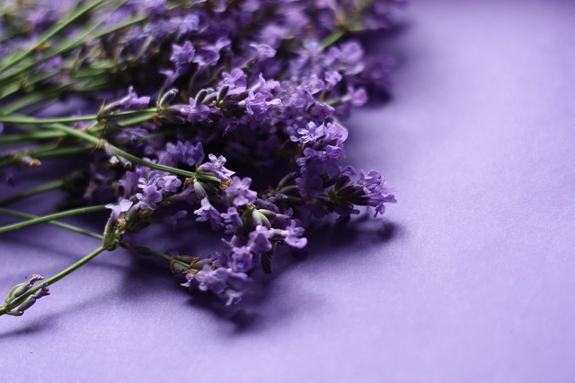 Free Lavender Nature photo and picture