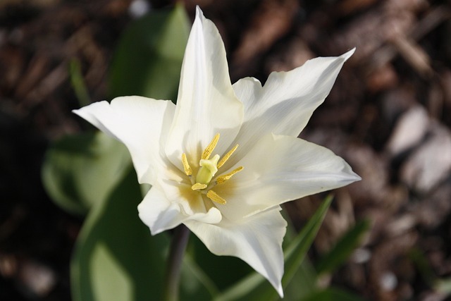 Tulipán, Flor, Blanco, Naturaleza