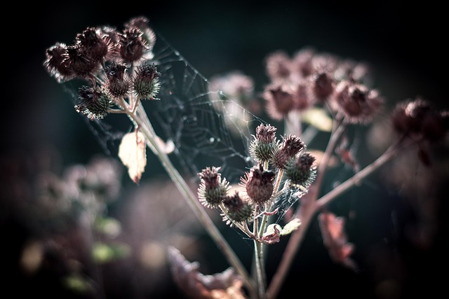Plante, Blomst Tapet, Natur, Blomster