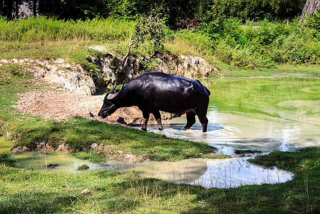 Free Bulls Black photo and picture