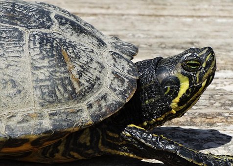 Free Turtle Toad photo and picture