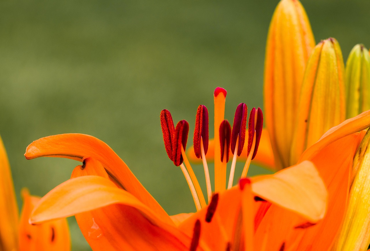 Flower - free online jigsaw puzzle photo
