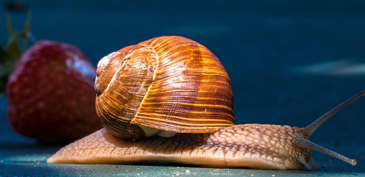 Snail Anmal Shells Animal Snail Shell - Free photo on Pixabay