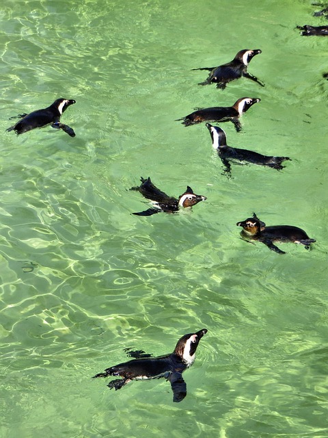 Free The Cap Penguins photo and picture