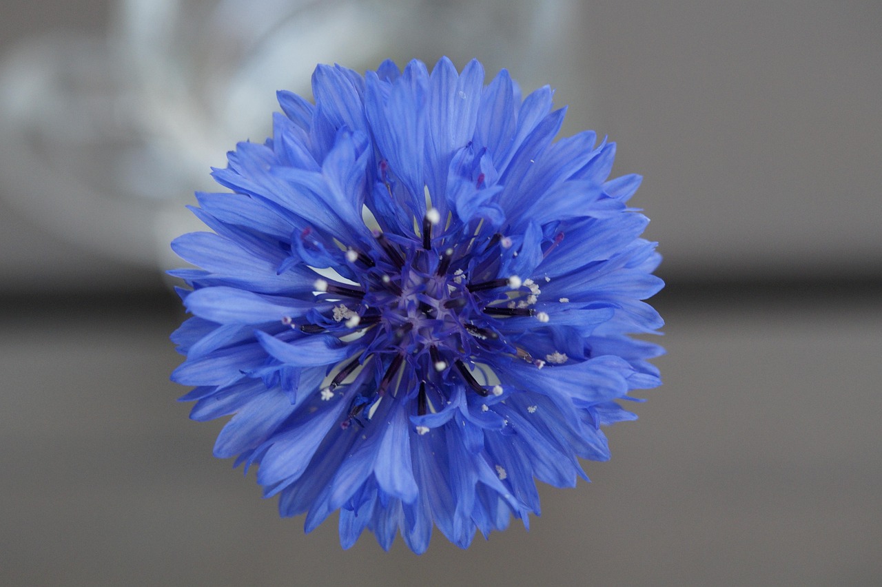 Cornflower Blue Flower Free photo on Pixabay Pixabay