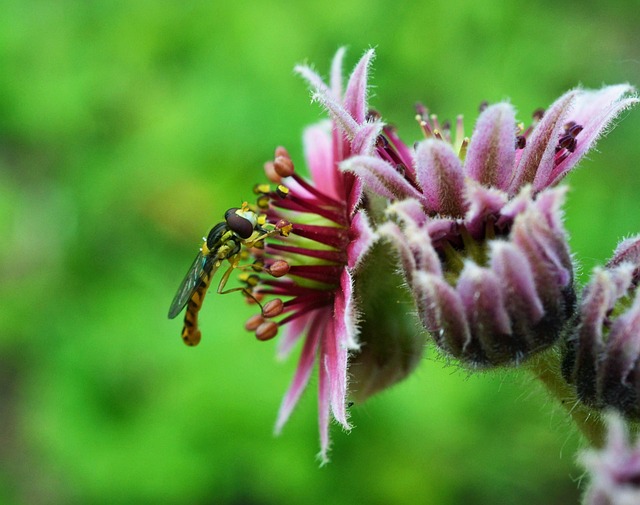 Free Common Long-Bellied Hover Fly photo and picture