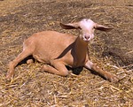 baby goat, goat, farm