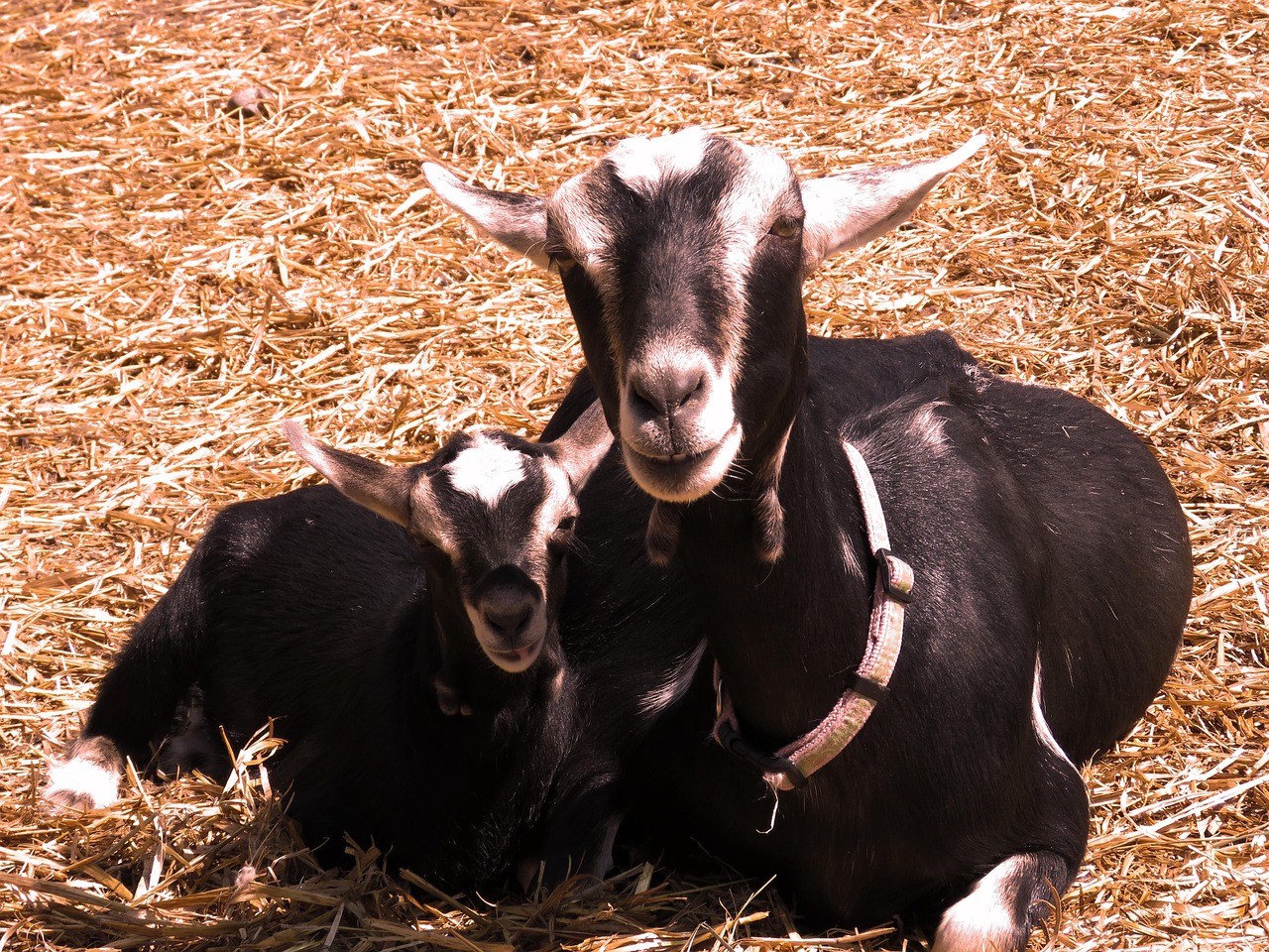 Baby Goat Farm Free photo on Pixabay Pixabay