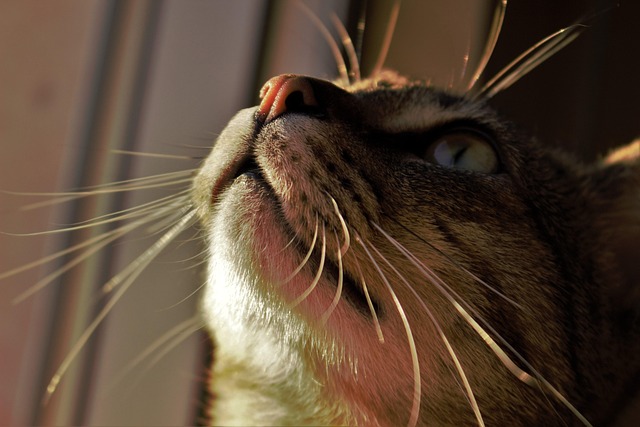Free Cat Mustaches photo and picture