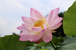 lotus flowers, beauty, the beauty
