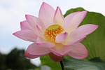 lotus flowers, beauty, the beauty