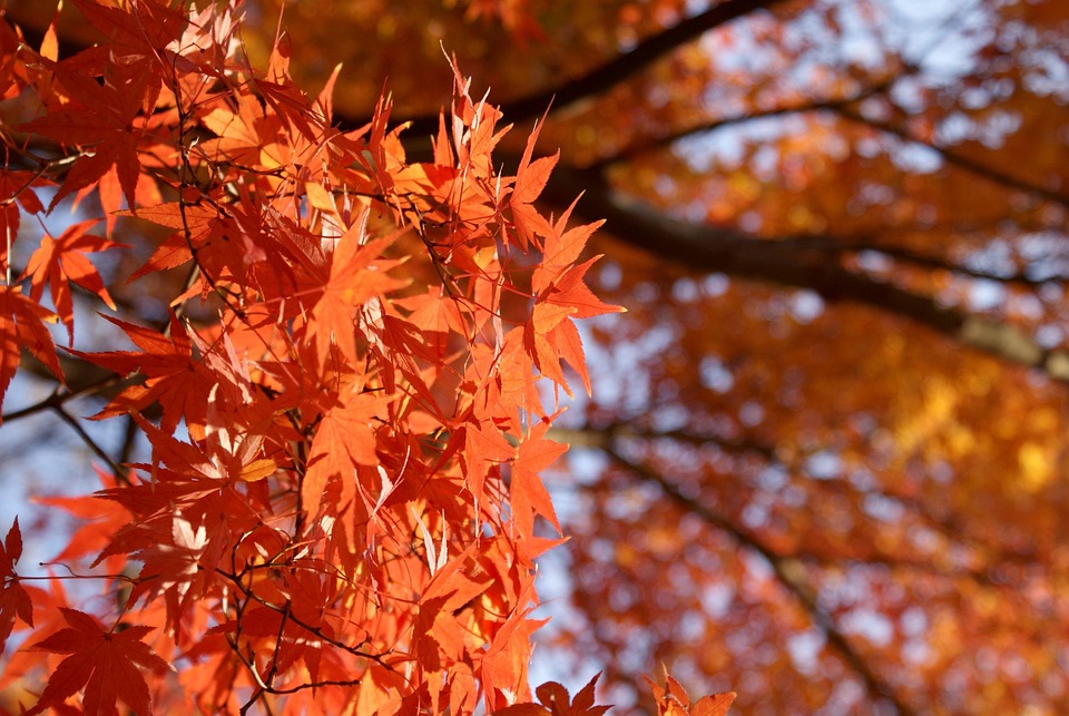 Maple Japanese Momiji Free Photo On Pixabay