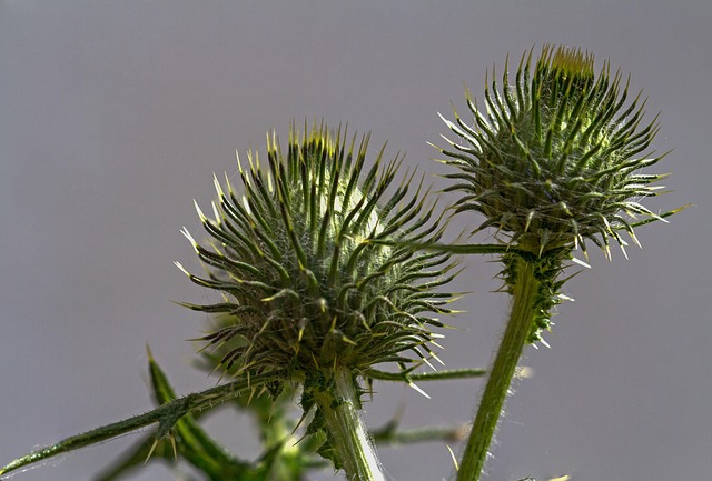 Free Thistle Weed photo and picture