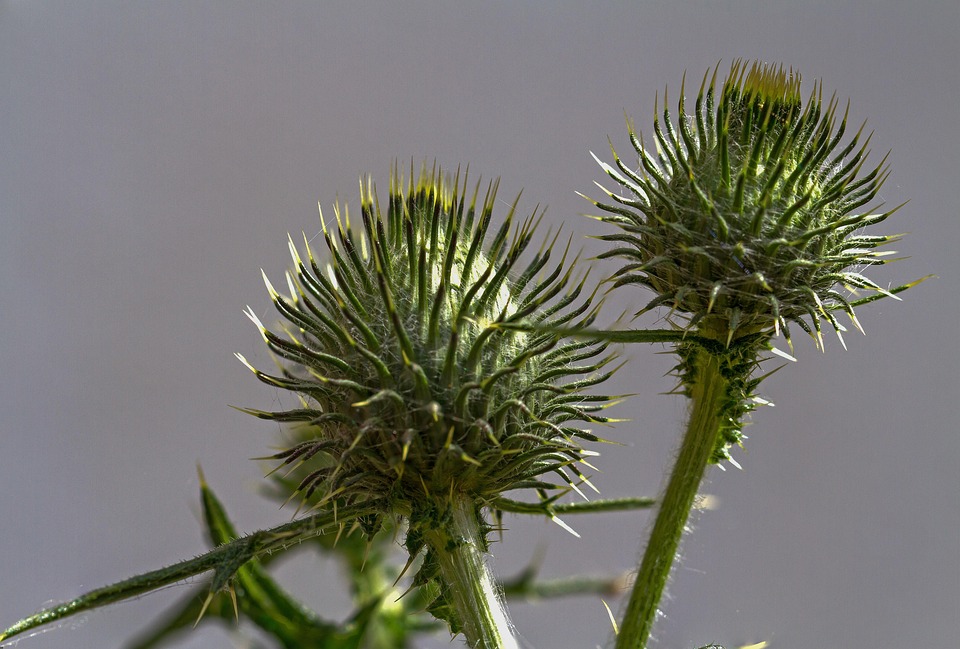Thistle Weed Prickly Free Photo On Pixabay thistle-weed-prickly-free-photo-on-pixabay