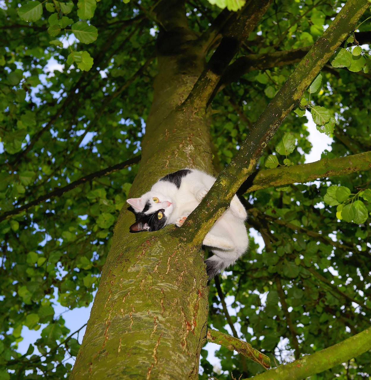 猫 树 爬 - Pixabay上的免费照片 - Pixabay