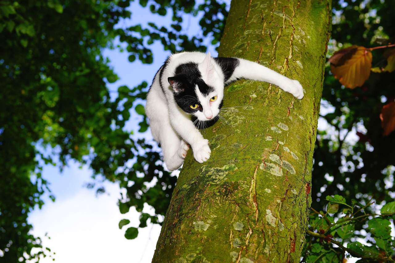 Cat - free online jigsaw puzzle photo