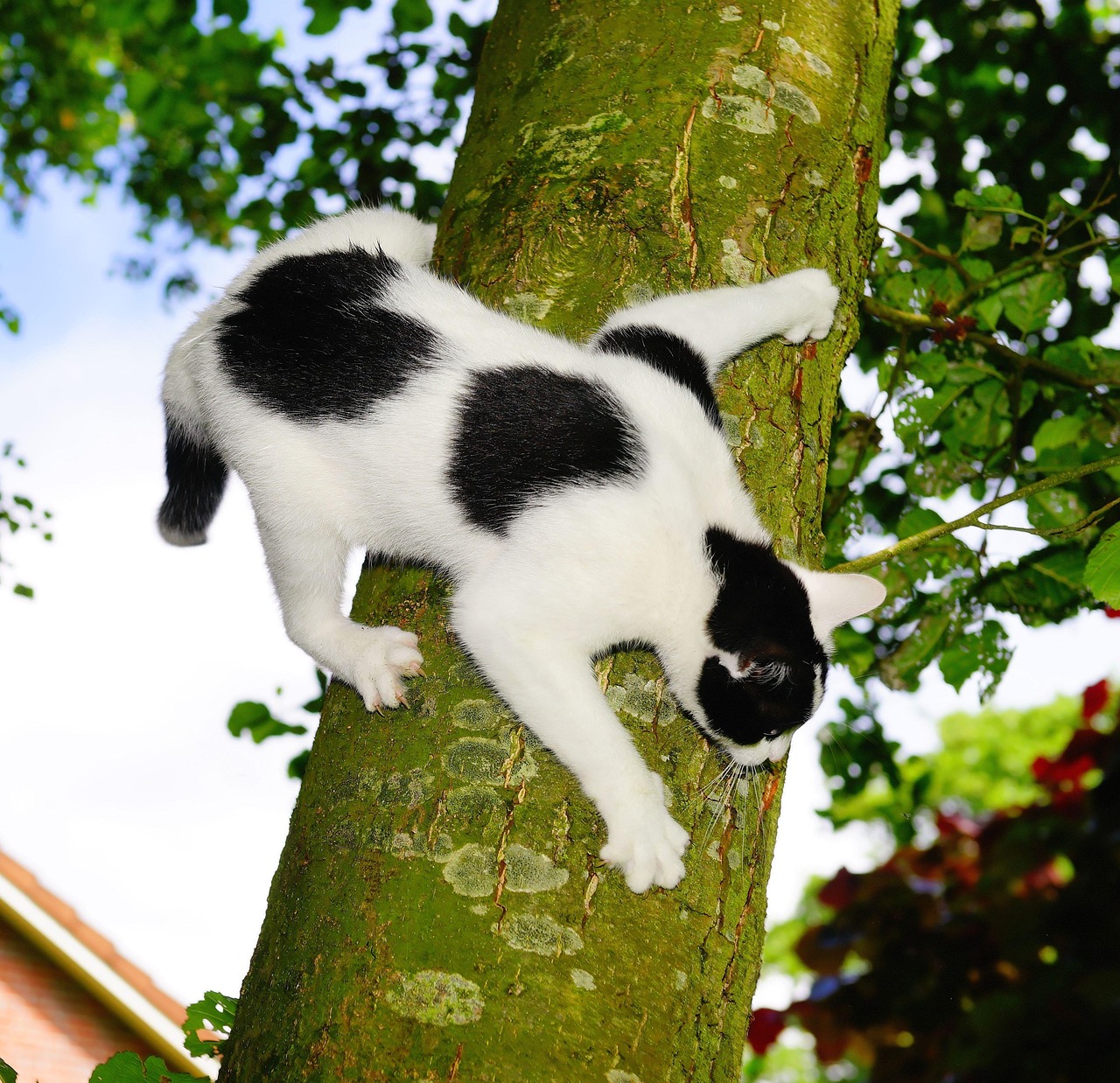 Cat - free online jigsaw puzzle photo
