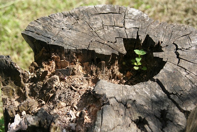 Free Nature Trunk photo and picture