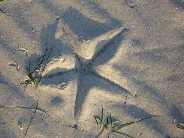 Free Starfish Beach photo and picture