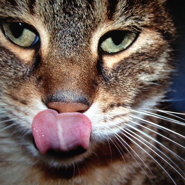 Free Cat Portrait photo and picture